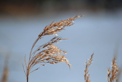 Close-up of wheat growing on field