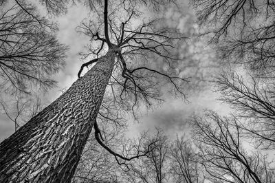 Low angle view of bare trees against sky