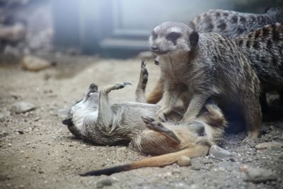 Meerkats on ground