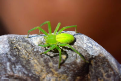 Close-up of insect on rock