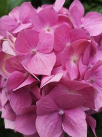 Close-up of pink hydrangea flowers