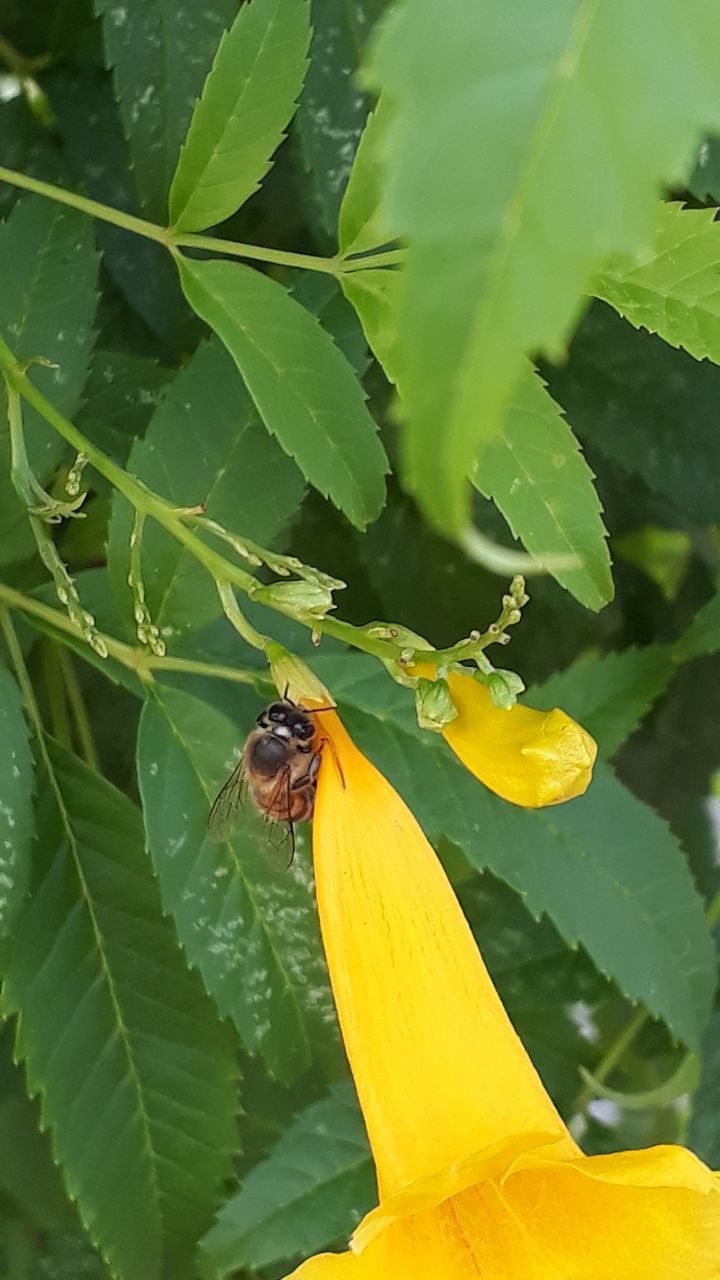 CLOSE-UP OF INSECT ON FLOWER