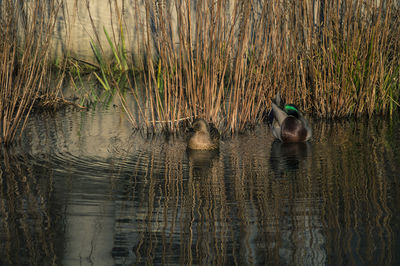 Mallard ducks swimming on lake