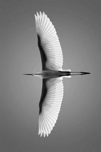 Close-up of a bird flying over white background