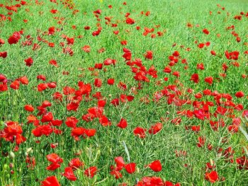 Red poppy flowers blooming in field