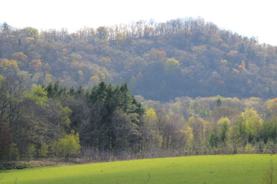 Scenic view of trees in forest against sky