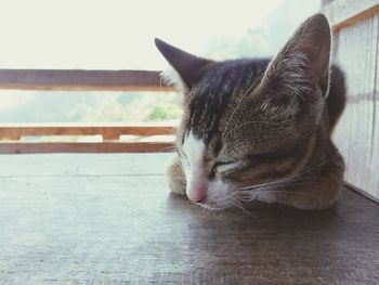 Close-up of cat relaxing on floor