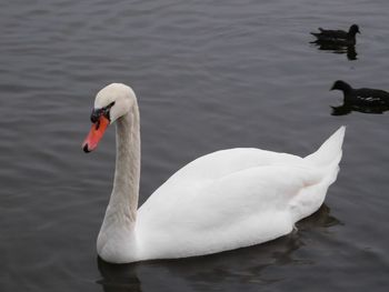 High angle view of swan swimming in lake