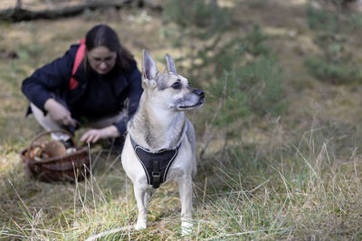Dog against mature woman collecting edible mushroom in forest