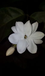 Close-up of white flower blooming against black background