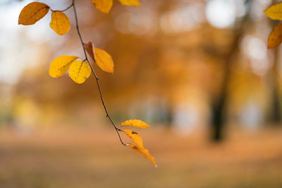 Close-up of leaf