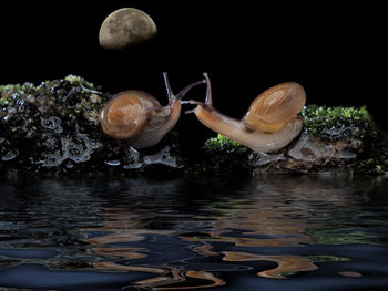 Close-up of turtle in lake