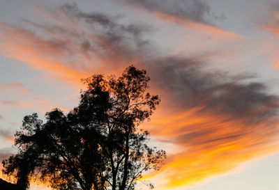 Low angle view of silhouette tree against orange sky