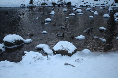 Birds in frozen lake during winter