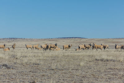Flock of sheep on field against clear blue sky