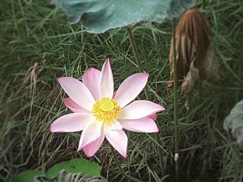 High angle view of pink flower on field