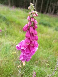 Close-up of pink flower blooming on field