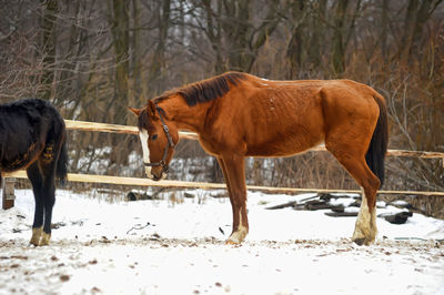 Horses in a snow