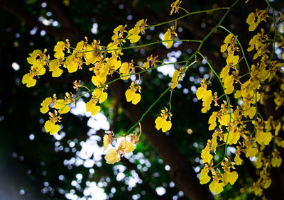 Close-up of yellow flowering plant on tree