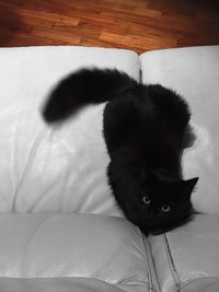 Close-up portrait of cat