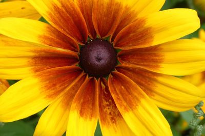 Close-up of yellow flower blooming outdoors