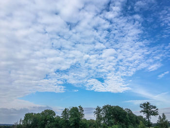 Low angle view of trees against blue sky