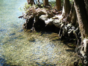 Trees in water