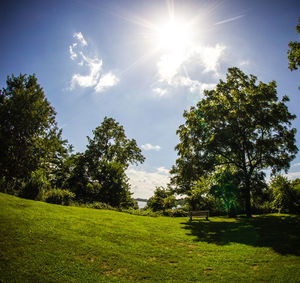 Trees on field against sky