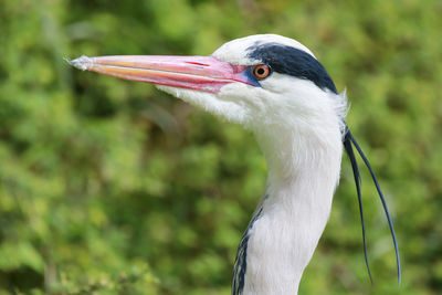 Close-up of grey heron