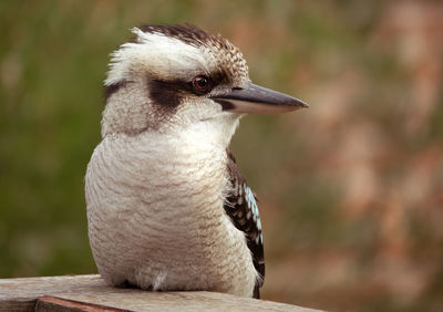 Close-up of bird perching on wood