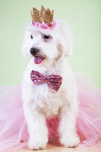 Portrait of a dog