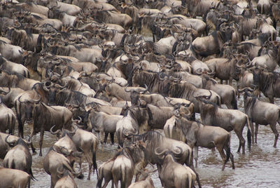 Wildbeest migration betwen serengeti and maasai mara national park