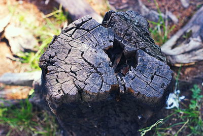 Close-up of tree stump on field
