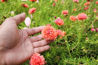 Close-up of hand holding red flower