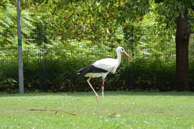 Side view of a bird in a forest