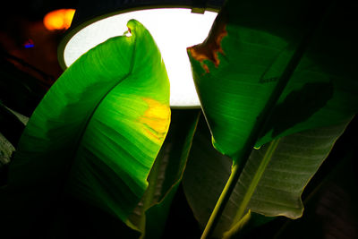 Close up of leaf