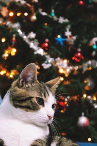 Close-up of cat on illuminated christmas tree at night
