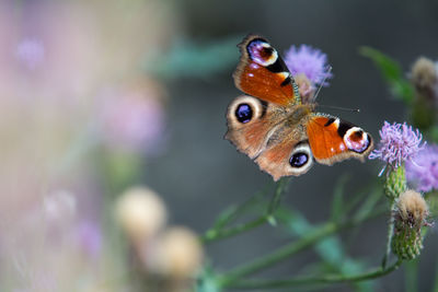 Close-up of butterfly on purple flower