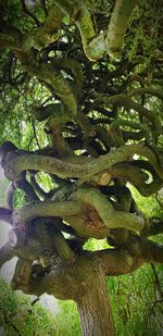 Low angle view of tree trunk