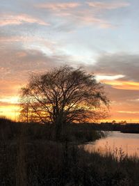 Bare trees on landscape against sunset sky