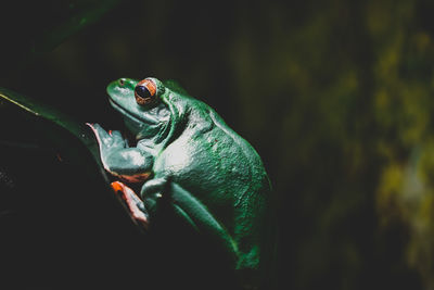 Top frog green 
