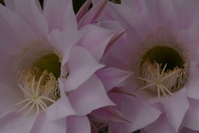 Close-up of pink flower