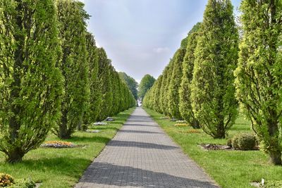 Empty road amidst trees against sky