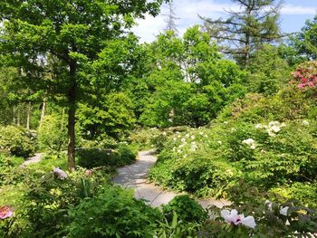 Low angle view of flower trees