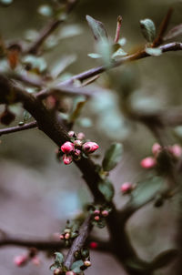 Close-up of pink flower buds on twig