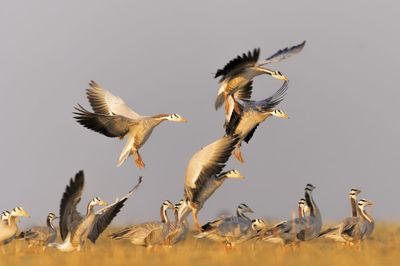 Low angle view of birds flying in the sky