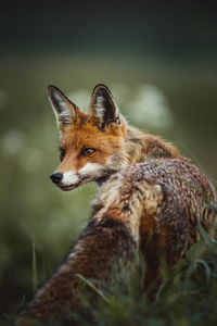 Close-up of a cat looking away