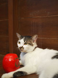 Cat relaxing on table at home