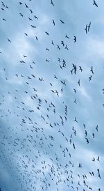 Flock of birds flying against sky