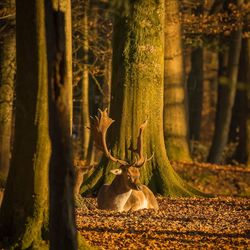 View of a tree trunk in forest